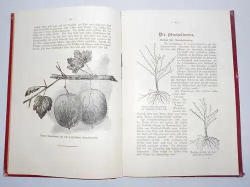 Rationelle Pflege unseres Beerenobstes um 1910 Fachbuch von R. Betten Garten !