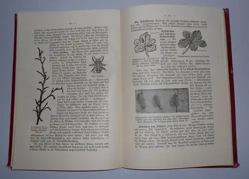 Rationelle Pflege unseres Beerenobstes um 1910 Fachbuch von R. Betten Garten !