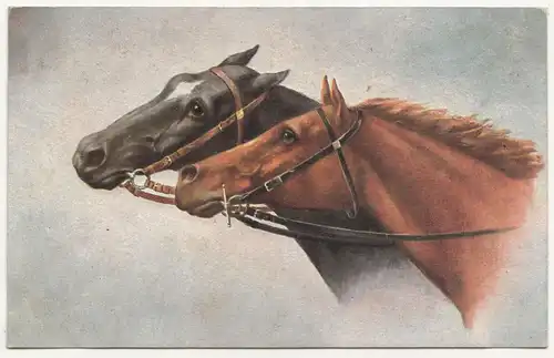 Künstler Ak Pferde Rassepferde 1916 WW1 ! (A2667