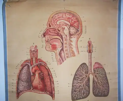 Alte Rollkarte Schulkarte Atmungsorgane Lunge Anatomie um 1930 HMD deko