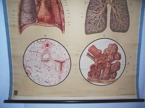 Alte Rollkarte Schulkarte Atmungsorgane Lunge Anatomie um 1930 HMD deko