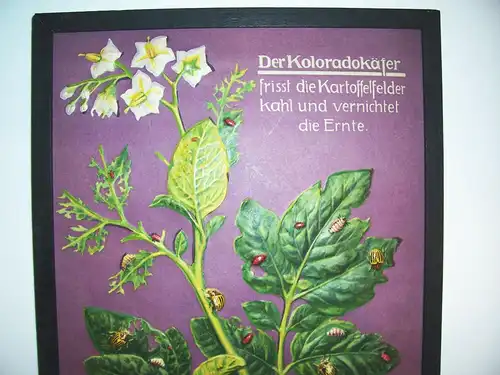 Lehrmodell Kolorado Kartoffelkäfer Deutsche Hochbild Gesellschaft München 1930er