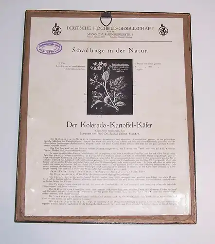 Lehrmodell Kolorado Kartoffelkäfer Deutsche Hochbild Gesellschaft München 1930er
