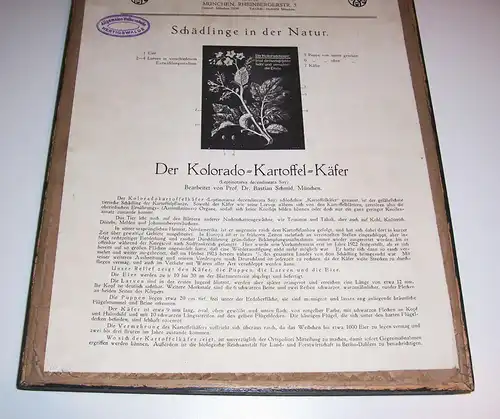 Lehrmodell Kolorado Kartoffelkäfer Deutsche Hochbild Gesellschaft München 1930er