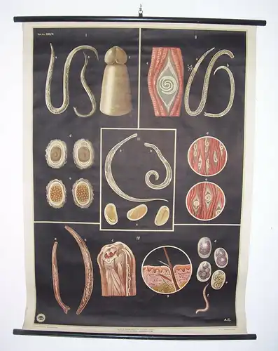 Rollkarte Lehrkarte Darmparasiten M R signiert Hygiene Museum Dresden deko 