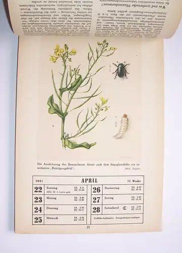 Alter Kalender Pflanzenschutz im Wechsel der Jahreszeiten 1951 Garten Gärtner