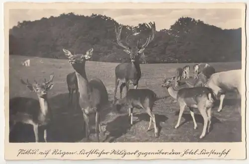 Ak Putbus aus Rügen Wildpark Hotel Fürstenhof um 1935 ! (A1779