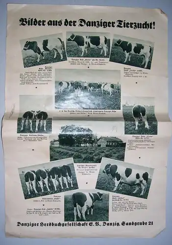 Danzig Herdbuchgesellschaft Schweinezucht Viehzucht um 1935 Zeitungsbeilage