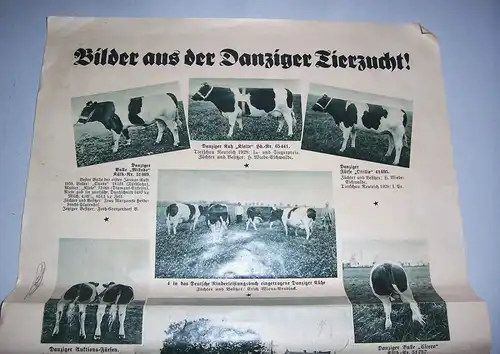 Danzig Herdbuchgesellschaft Schweinezucht Viehzucht um 1935 Zeitungsbeilage