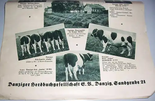 Danzig Herdbuchgesellschaft Schweinezucht Viehzucht um 1935 Zeitungsbeilage