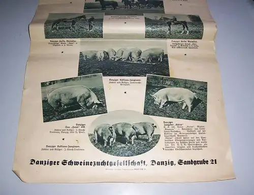 Danzig Herdbuchgesellschaft Schweinezucht Viehzucht um 1935 Zeitungsbeilage