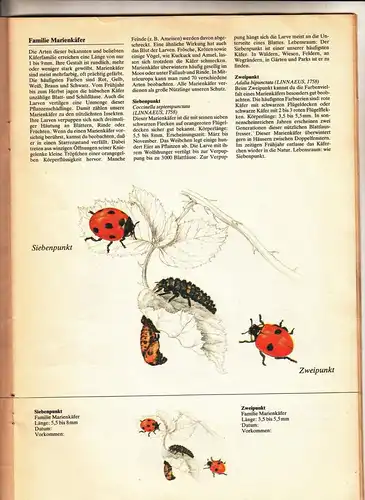 Einheimische Käfer Bastelbogen 1989 Verlag Junge Welt Berlin !