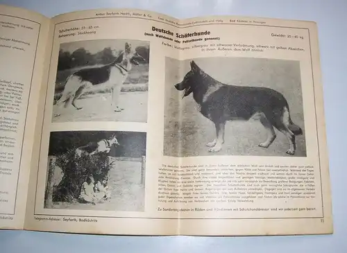 Katalog edler Rassehunde Arthur Seyfarth Bad Köstritz 1958 frühe DDR !