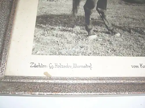 Signiertes Foto Sieger Stute Karpfhamer Volksfest 1953 Zuchtstute im Rahmen !