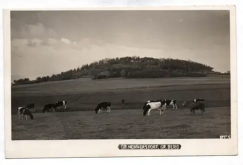 Ak Foto Großhennersdorf Berg Weide Kühe
