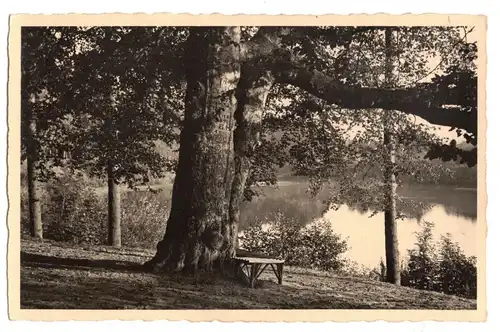 Ak Tempelburg Pommersche Schweiz Illiger Buche am Fünfsee Czaplinek Pommern 1930