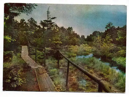 Ansichtskarte Naturschutzgebiet Georgenfelder Hochmoor Osterzgebirge 1964