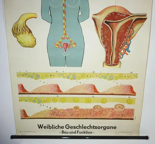 Vintage Rollkarte Weibliche Geschlechtsorgane Lehrkarte Wandtafel DDR deko (20
