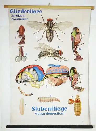 Vintage Rollkarte Stubenfliege Fliege 1950 signiert Lehrkarte Wandtafel DDR (15