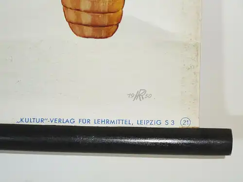 Vintage Rollkarte Stubenfliege Fliege 1950 signiert Lehrkarte Wandtafel DDR (15