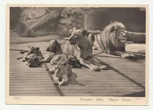 Walter Hahn 12483 Dresden Ak Dresdner Zoo Familie Pascha Löwen 1953