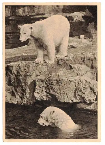 Ak Eisbär Sachsenverlag Dresden 7071 um 1950 Zoo Eisbären  ! (A4070
