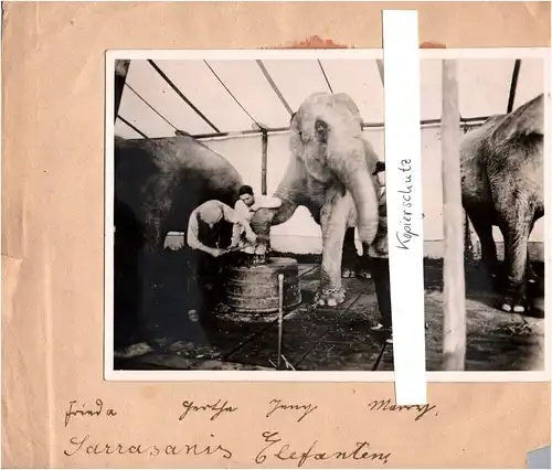 Foto Sarrasani Zirkus Elefanten Pflege Circus  1930er