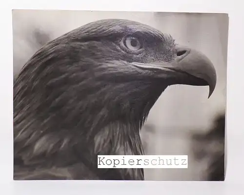 Fotografie Adler 1960er vintage Foto