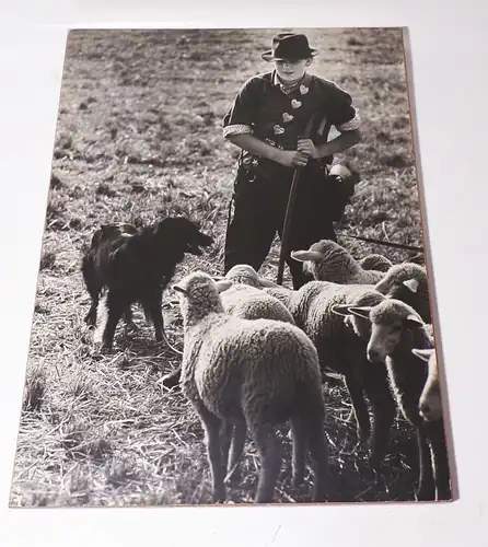 Vintage Foto Schäfer Hirte 1960er Fotografie