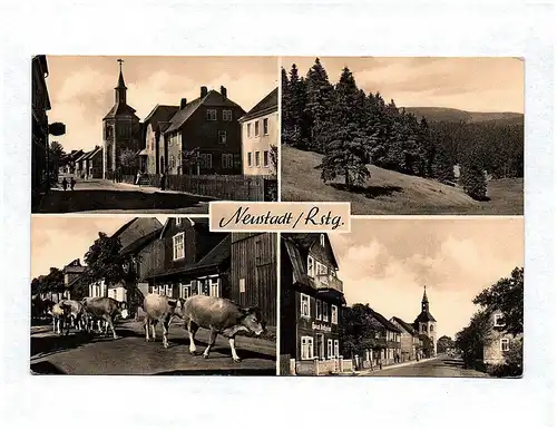 Ak Neustadt Rennsteig Wald Kirche Kühe