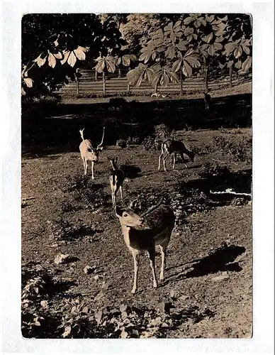 Foto Ak Dahme Mark Hirschgehege im Schloßpark DDR 1963