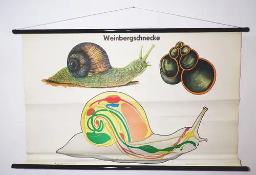 Alte Wandtafel Rollkarte Weinbergschnecke DDR Schullehrkarte Deko