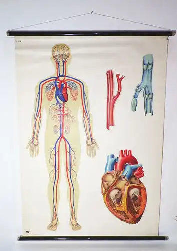 Alte Lehrkarte Der Blutkreislauf des Menschen DDR Medizin Wandtafel