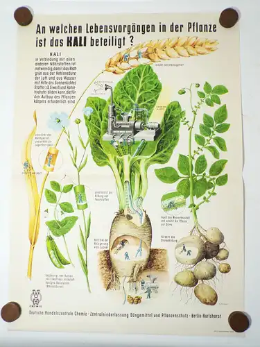 Altes Plakat Kali Dünger Bauer LPG 1959 Reklame Pflanzen