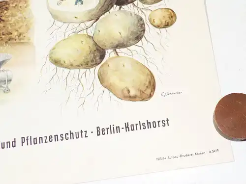 Altes Plakat Kali Dünger Bauer LPG 1959 Reklame Pflanzen