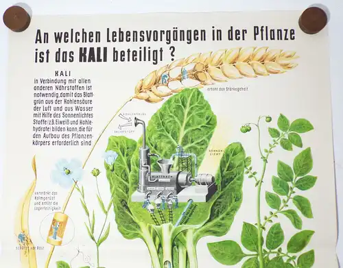 Altes Plakat Kali Dünger Bauer LPG 1959 Reklame Pflanzen