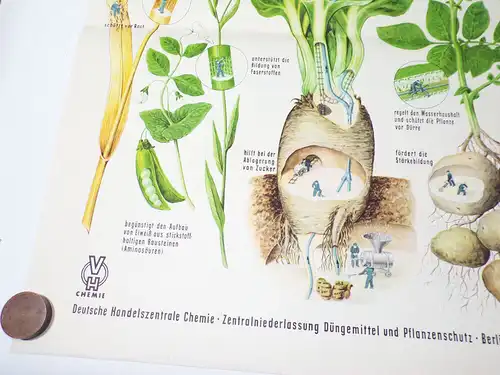 Altes Plakat Kali Dünger Bauer LPG 1959 Reklame Pflanzen