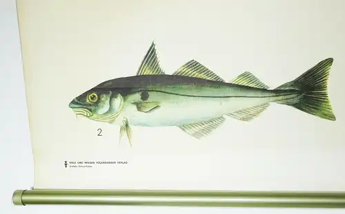 Vintage Rollkarte Seewasserfische Kabeljau Schellfisch Fische Lehrkarte Wandtafe