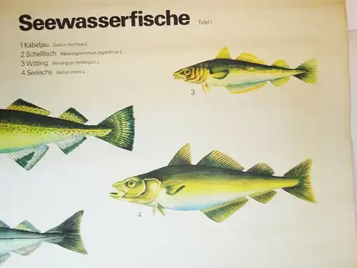 Vintage Rollkarte Seewasserfische Kabeljau Schellfisch Fische Lehrkarte Wandtafe