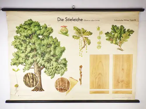 Alte Rollkarte Die Stieleiche Biologie Botanik DDR Wandtafel Forst Vintage Deko