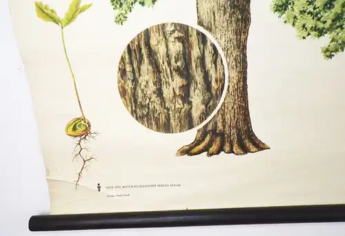 Alte Rollkarte Die Stieleiche Biologie Botanik DDR Wandtafel Forst Vintage Deko