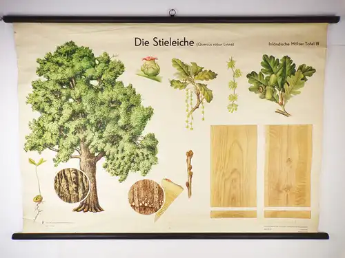 Alte Rollkarte Die Stieleiche Biologie Botanik DDR Wandtafel Forst Vintage Deko