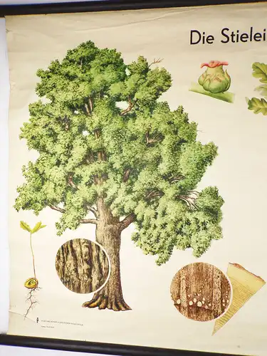 Alte Rollkarte Die Stieleiche Biologie Botanik DDR Wandtafel Forst Vintage Deko