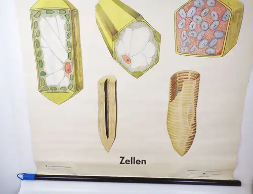Alte Rollkarte Zellen Biologie Wandtafel Vintage Deko