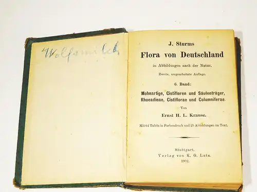 Sturm Flora von Deutschland 6 Band 1902 Mohnartige Cistifloren Säulenträger