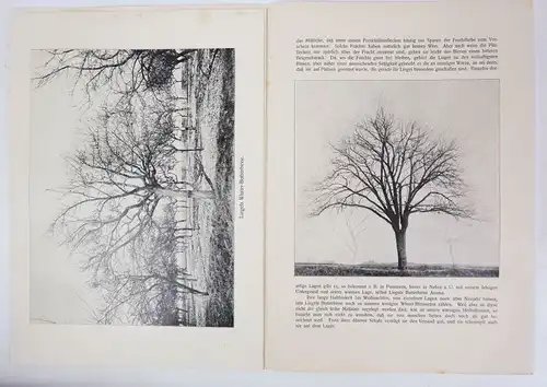 Druck Liegels Winter Butterbirne Pomologie um 1910 1920