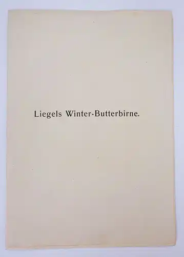 Druck Liegels Winter Butterbirne Pomologie um 1910 1920