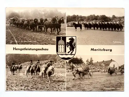 Ak Hengstleistungssau Moritzburg