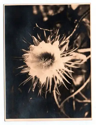 Fotografie Königin der Nacht Blüte Pflanze Blume um 1925
