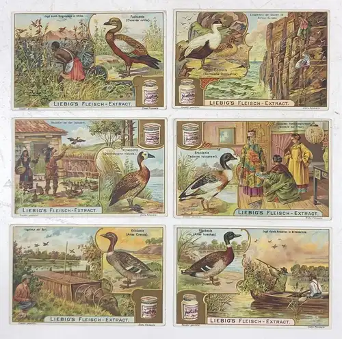 Liebig Sammelbilder Enten Arten 6 Stück Seire Liebigbilder